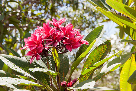 Freangipani红红色热带花朵鸡蛋花绿色按摩红色温泉花园粉色图片