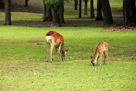 纳拉公园的鹿旅游花园野生动物公园图像绿色棕色梅花鹿荒野旅行图片