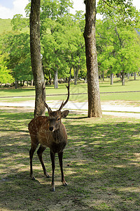 纳拉公园的鹿图像野生动物绿色梅花鹿荒野棕色花园旅行旅游公园图片