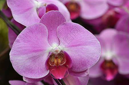 美丽的紫兰花 长发素风格植物学热带兰花花瓣花园花束农村叶子装饰背景图片