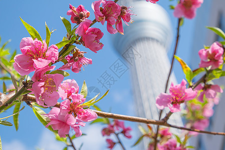 桃花花文化植物群植物李子花瓣叶子宏观公园晴天植物学背景图片