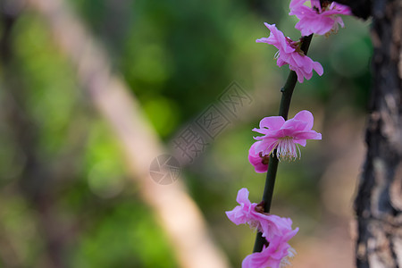 含生长花瓣晴天美丽叶子李子花朵季节花园植物图片