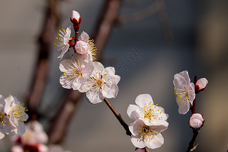 含植物生长花园晴天文化花朵宏观美丽李子植物学图片