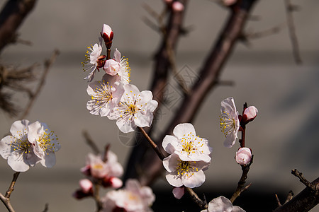 含花朵季节植物母亲植物学文化生长公园花园宏观图片