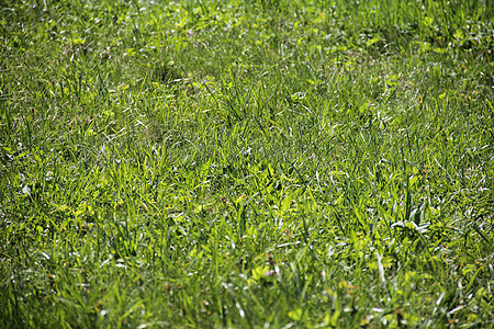 青质高尔夫球公园绿色植物娱乐院子草皮环境叶子草地植物学图片