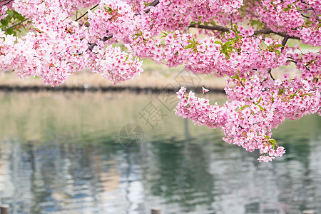 日食樱桃压痛花园水果植物投标樱花园艺季节柔软度植物学图片