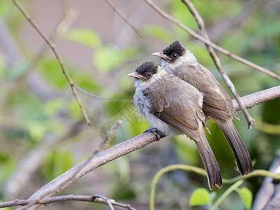 野生树枝上有两只鸟的图像 头软荒野野生动物鸟类观鸟者观鸟生活动物叶子恋人生物图片