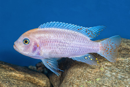 水族馆中cichlid鱼类(Maylandia斑马)的肖像图片