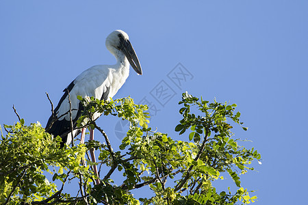 树枝上雕刻着的鸟图像白鹳翅膀主教公园野生动物账单动物羽毛姿势鸟类背景图片