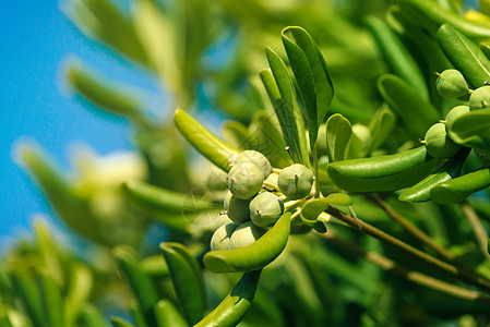 果子般橄榄的奥鲁斯特灌木花园荒野击剑植物学植被水果种植园地区植物群植物图片