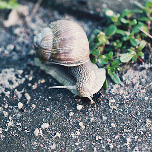 路边的Snail在路上特写照片图片