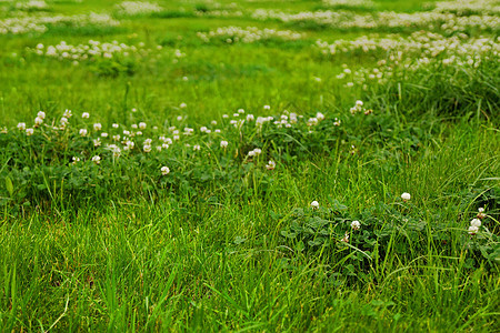 来自田野的绿色草质草地三叶草土地环境农业运气植物群草本植物牧场荒野图片