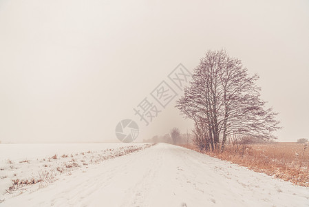 冬天孤单的树在路边图片