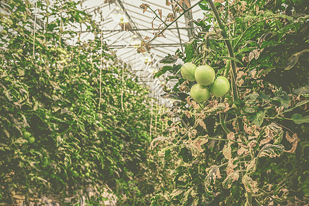 温室绿番茄培育苗圃文化沙拉生产技术园艺叶子草本植物收成图片