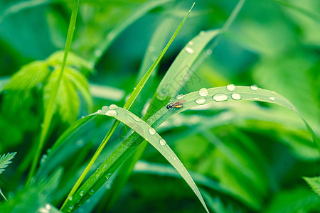 在乐园中 有青草 有雨滴图片