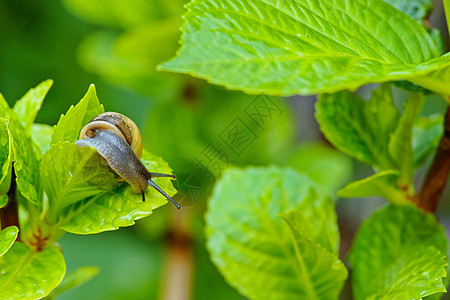 Mollusk在花园里 有绿色植物图片