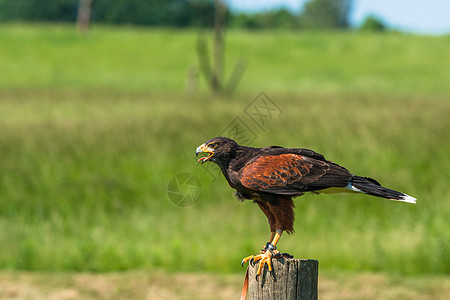 Harris Hawk坐在木杆上图片