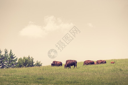 水牛群聚集在绿草地上图片