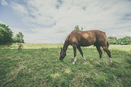 棕色种马在绿草地上吃草图片
