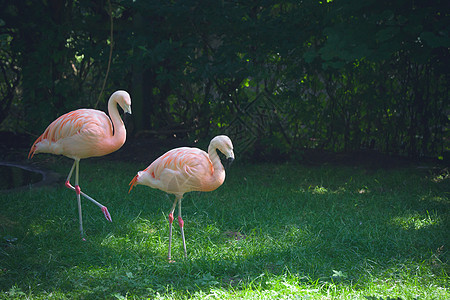 在绿草上行走的Flamingos图片
