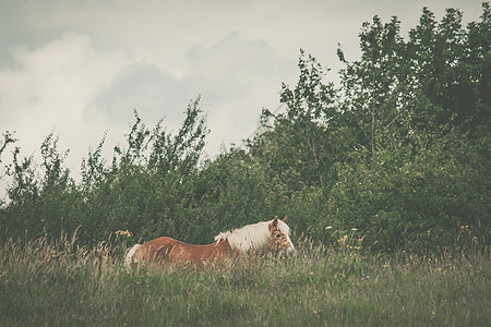 棕马在草地上牧场马术自由场地姿势天空哺乳动物小马土地鬃毛图片