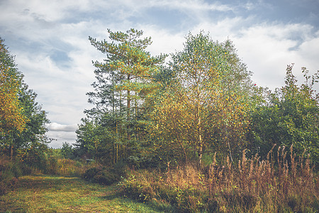 秋天的Birch树季节木头森林阳光农村植物树木环境晴天风景图片