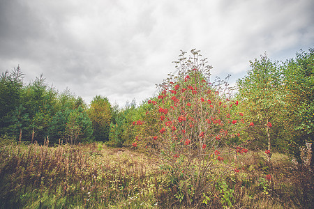 秋天在公园的红莓图片