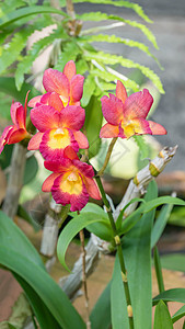 粉红和黄色兰花花兰花粉色花束叶子植物群花园红色植物花瓣绿色图片