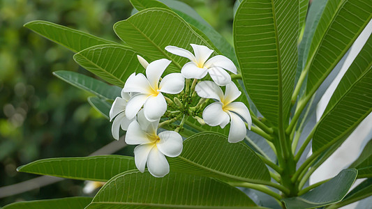 白色和黄黄色热带绿色季节鸡蛋花黄色植物群叶子植物花瓣花园图片