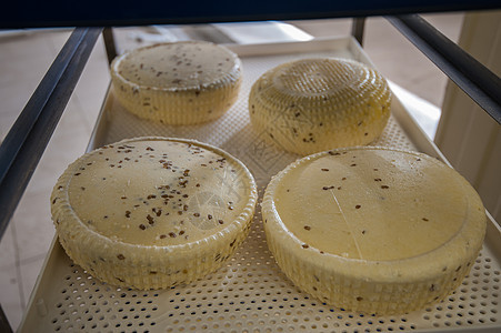 年老的奶酪头农业小吃市场手工山羊植物食物饮食模具营养图片