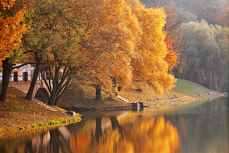 10月秋秋 多彩的公园晴天橙子树木国家胡同环境植物季节叶子阳光图片