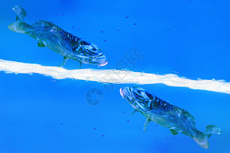 两条鱼在蓝色液体中游泳眼睛鲤鱼情调膀胱低音鱼群脊椎动物观赏鱼气泡热带鱼图片