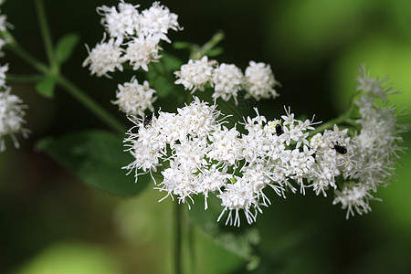 白蛇根花植物群白色羽毛花瓣蛇根植物学杂草图片