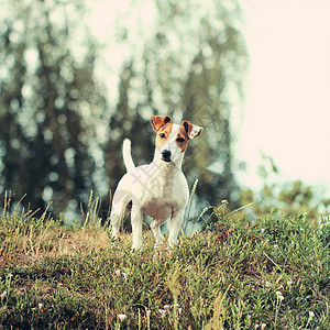 美丽的小狗棕色犬类太阳绿色耳朵跑步动物眼睛白色工作室图片