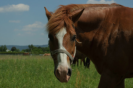 在牧场上的棕色马匹 紧闭身体的一部分图片