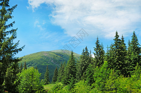 与蓝天相对的风雪山峰高地枞树山坡公园爬坡林地蓝色天空旅行风景图片