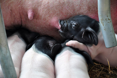 猪在哺乳护士孩子们小猪动物猪肉生活品种鼻子本猪母猪图片
