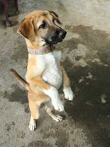 泰国小狗 狗图片