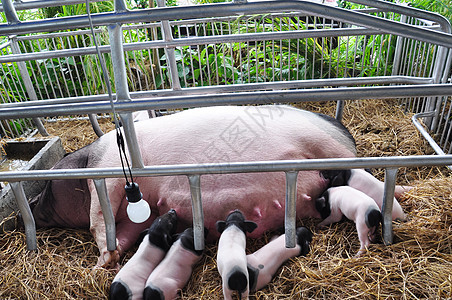 猪在哺乳睡眠品种动物哺乳动物摊位母猪母亲鼻子生活家庭图片