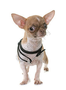 演播室里的小小狗吉娃娃衣领棕色宠物工作室动物图片