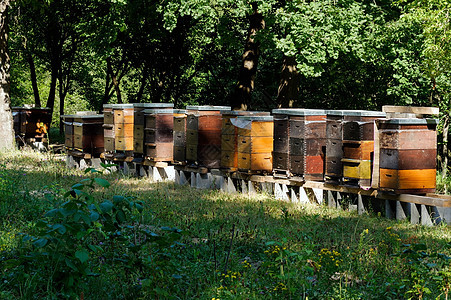 色彩多彩的木形蜂巢 背景有树木养蜂人女王盒子蜂窝蜜蜂蜂房农业花粉花园养蜂业图片