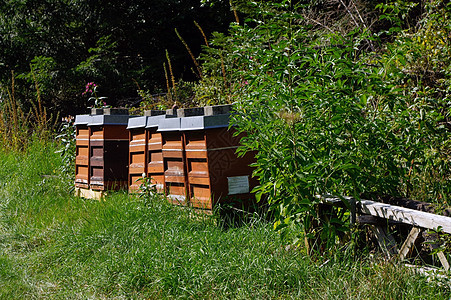 色彩多彩的木形蜂巢 背景有树木立方体盒子蜂蜡昆虫动物青色农场房子场地养蜂人图片