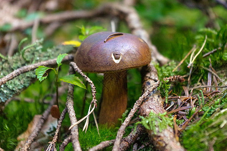 在森林中生长的树脂生物 也称为泽西牛奶蘑菇或牛肉菌类针叶穿孔植物学球衣孢子水果身体植物奶牛图片