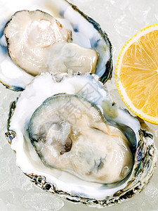 冰底柠檬的新鲜牡蛎 打开新鲜牡蛎生蚝饮食午餐动物壳类美食冷藏熟食奢华营养图片