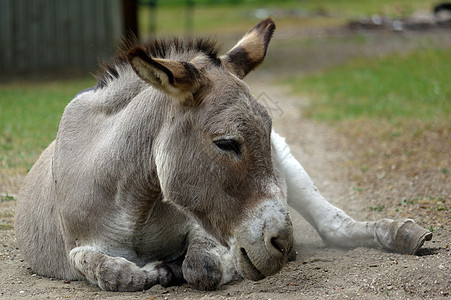 躺在地上懒惰的灰色驴子动物园野生动物家畜眼睛场景国家说谎农场骡子哺乳动物图片