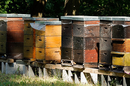 色彩多彩的木制蜂蜜体行图片