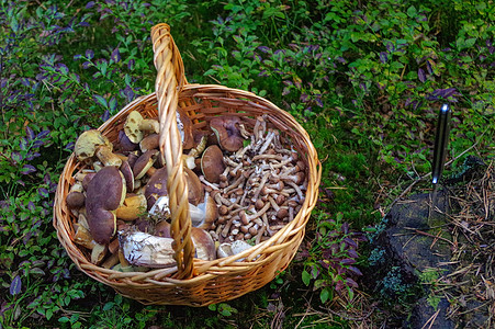 在篮子里摘取的可食食食森林蘑菇蔬菜木材树木收成草地美食植物白杨饮食菌丝体图片