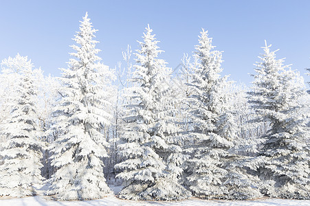 冬季蓝色美丽季节天空环境公园降雪森林场地暴风雪图片