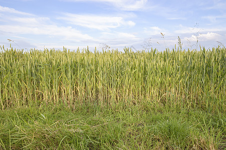 小麦场地谷物农村生产收成土地季节食物面包植物图片