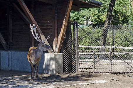 Caribou 驯鹿或Rangifer在大厅前观望的Caribou 驯鹿或Rangifer图片